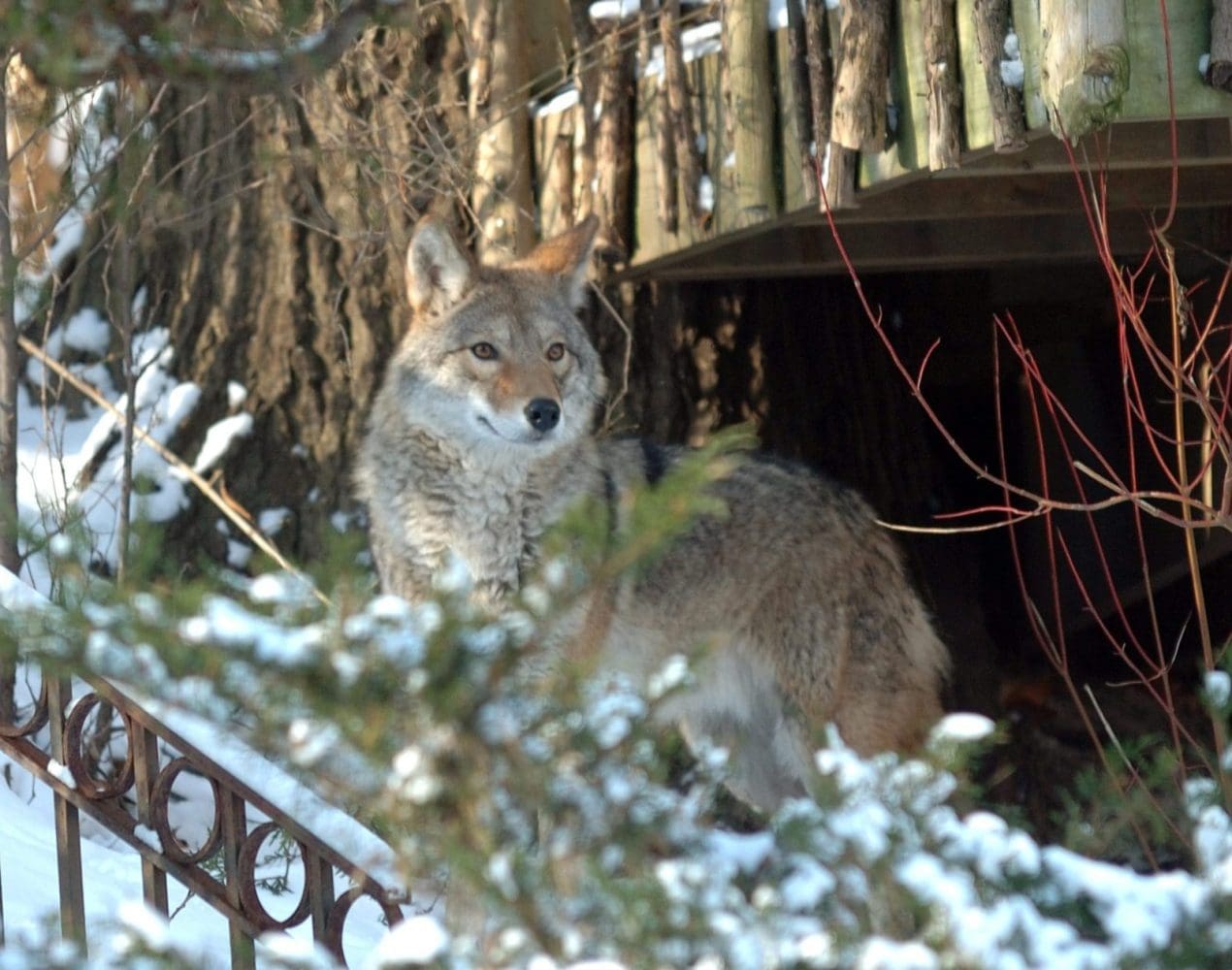 How coyotes and humans can learn to coexist in cities